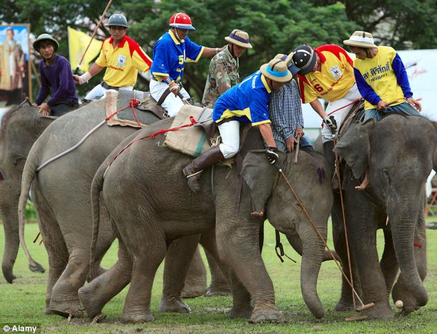 Controversial sport: A game of elephant polo is common in India